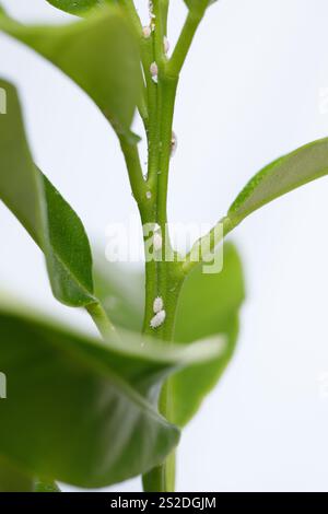 White Aphids or Mealybugs on green leaves Stock Photo