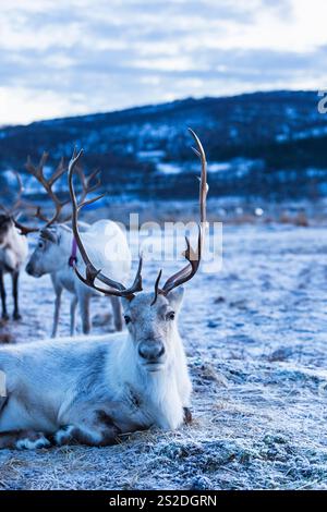 Reindeer resting in snow with other reindeer visible in the background, Tromsø, Norway, during the day. Stock Photo