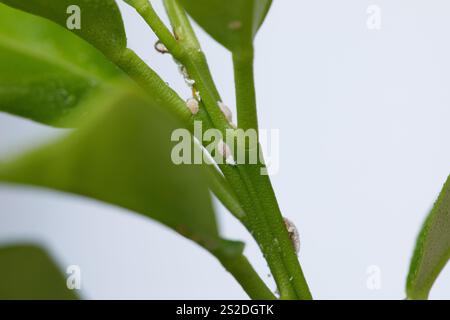 Plant leaf with insect. Mealybug on tree close up. Gardening problem, damaged flower houseplant Stock Photo