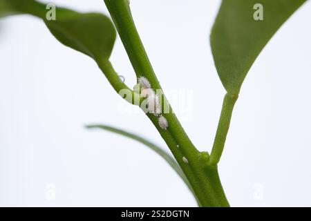 Plant leaf with insect. Garden infestation. Mealybug or aphid close up. Gardening problem, damaged flower houseplant Stock Photo