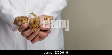 Vet holds a hamster in his hands on gray background, selective focus Stock Photo