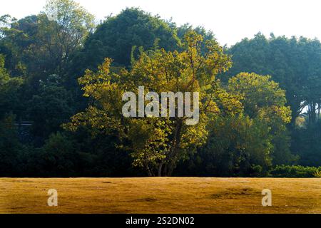 a big single tree in front Stock Photo