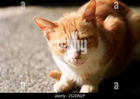 cat with yellow and white skin Stock Photo