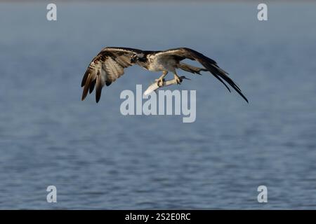 Bird of prey, Osprey (Pandion haliaetus) in the Sardinian marshes. Italy. Stock Photo