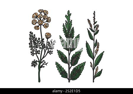Collection botanical plants in pastel colors on white background. Hand drawn flower bouquet vector illustration. Trendy graphic for Design product Wed Stock Vector
