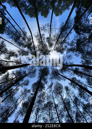 Looking Up at Pine Forest Canopy Against a Clear Blue Sky Stock Photo