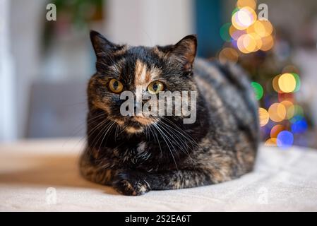 British Shorthair domestic cat with tortoiseshell coat striking a pose on a table during the festive season. Stock Photo