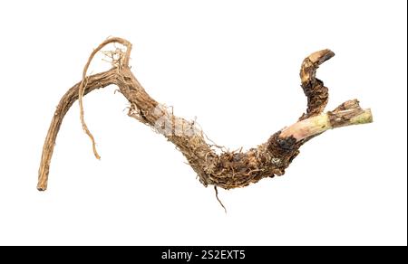 whole root of common chicory plant isolated on white background Stock Photo