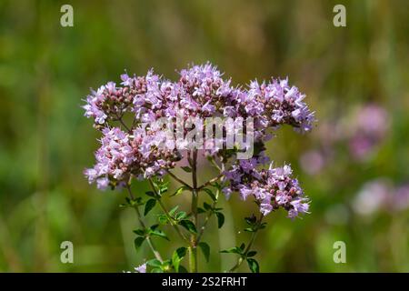 Oregano is a honey and medicinal plant. Oregano Origanum vulgare kind of perennial herbaceous plants. Stock Photo