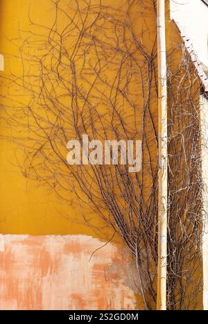 Leafless bush branches twining around an orange street wall Stock Photo
