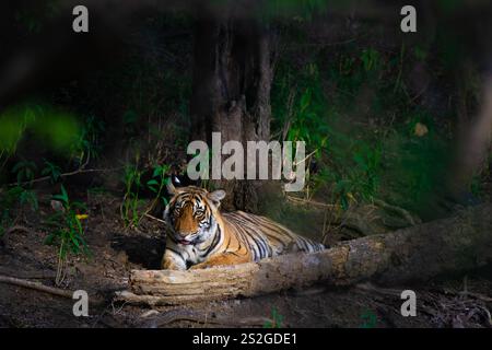 Tiger cub resting on a fallen tree trunk in Ranthambore National Park, partially hidden by lush greenery, with sunlight casting dappled shadows. Stock Photo
