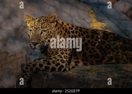 Piercing gaze of a mother leopard in Jhalana Reserve, Jaipur – a breathtaking moment of wildlife captured in the heart of Rajasthan's wilderness Stock Photo