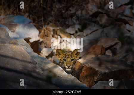 Eyes full of curiosity: A playful leopard cub in Jhalana Reserve, Jaipur, captured in a rare moment of wonder amidst Rajasthan's wild beauty. Stock Photo