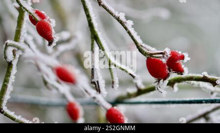 Rose hips covered with hoarfrost in winter. Stock Photo