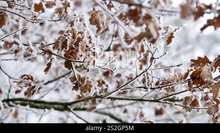 Dried oak leaves covered with hoarfrost. Stock Photo