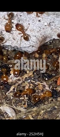 Toothed Big-headed Ant (Pheidole dentata) Stock Photo