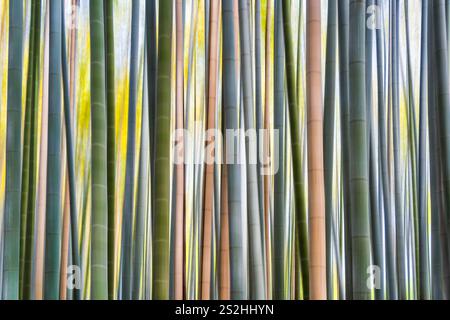 Bamboo trees texture background. Motion blur effect applied. Stock Photo