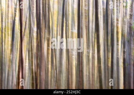 Intentional camera movement (ICM) with many bamboo trees at Arashiyama Bamboo Forest, Kyoto. Stock Photo