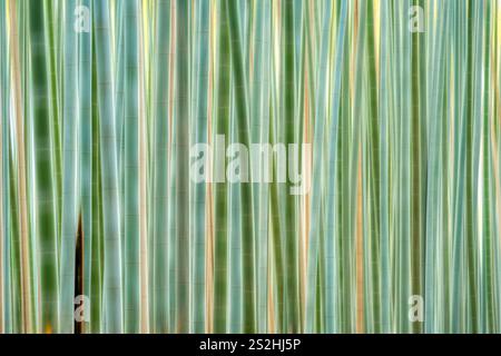 Bamboo trees texture background. Motion blur effect applied. Stock Photo
