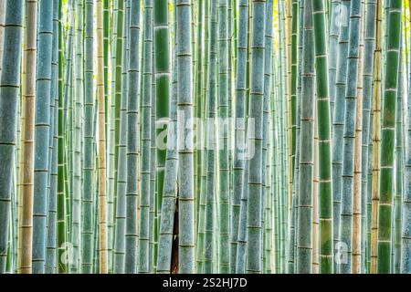 Bamboo trees background at Arashiyama Bamboo Forest in Kyoto. Stock Photo