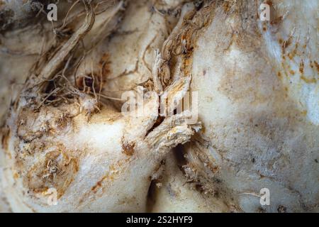 Abstract macro background of a celery root Stock Photo