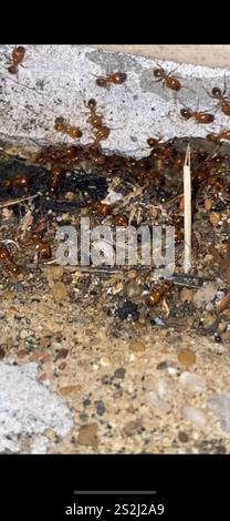 Toothed Big-headed Ant (Pheidole dentata) Stock Photo