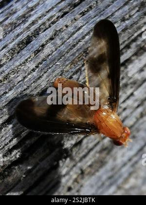 Antlered Flutter Fly (Toxonevra superba) Insecta Stock Photo - Alamy