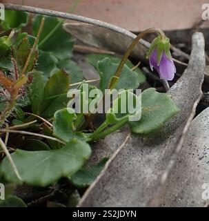 Hidden Violet (Viola cleistogamoides Stock Photo - Alamy