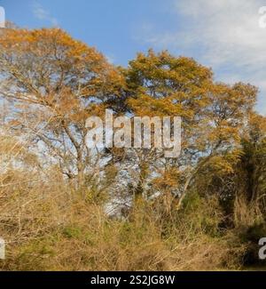 Yellow Poinciana (Peltophorum dubium) Stock Photo