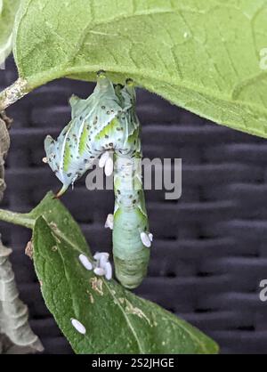 Hornworm Parasitoid Wasp (Cotesia congregata Stock Photo - Alamy