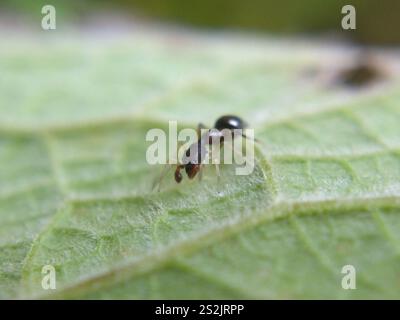 Slender Ant-mimic Jumping Spider (Synemosyna formica) Stock Photo