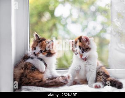 a couple of cute kittens sitting on a windowsill and washing themselves Stock Photo
