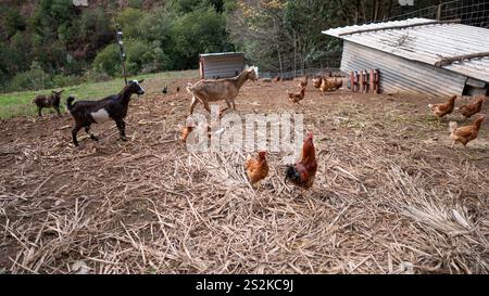 A rural farm scene with goats and free-range chickens grazing on dry straw near a wooden shelter, surrounded by trees and a hilly background. Stock Photo