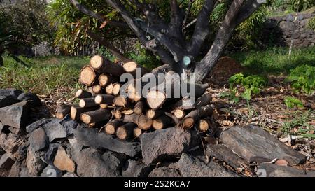 A pile of chopped firewood stacked on a stone wall in a rural garden, surrounded by trees and greenery in natural sunlight. Stock Photo