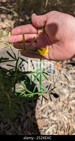 Golden Glory Pea (Gompholobium latifolium) Stock Photo