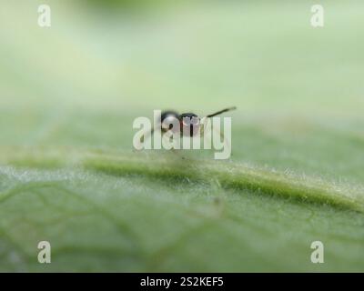 Slender Ant-mimic Jumping Spider (Synemosyna formica) Stock Photo