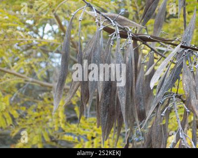 Yellow Poinciana (Peltophorum dubium) Stock Photo