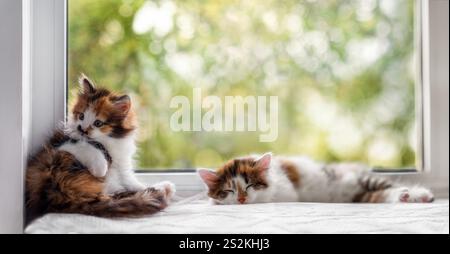 portrait of two cute playful kittens on windowsill sleeping and washing Stock Photo