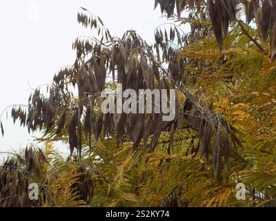 Yellow Poinciana (Peltophorum dubium) Stock Photo