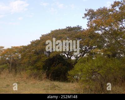 Yellow Poinciana (Peltophorum dubium) Stock Photo