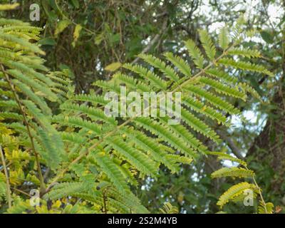 Yellow Poinciana (Peltophorum dubium) Stock Photo