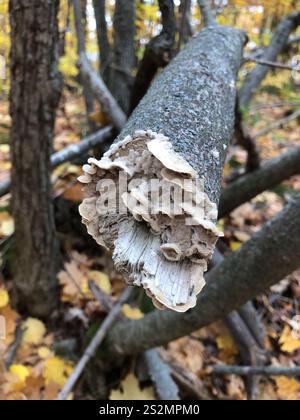 Deer-colored Trametes (Trametopsis cervina Stock Photo - Alamy