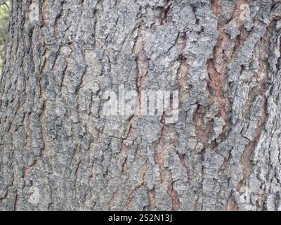 Yellow Poinciana (Peltophorum dubium) Stock Photo