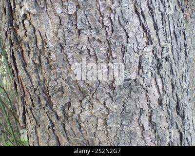 Yellow Poinciana (Peltophorum dubium) Stock Photo