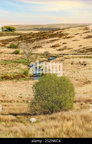 Pasture landscape at the Dartmoor National Park, Devon, England, UK Stock Photo