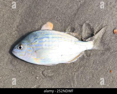 Pinfish (Lagodon rhomboides Stock Photo - Alamy