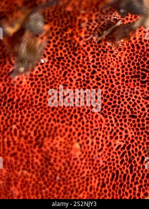 Southern Cinnabar Polypore (Trametes coccinea) Stock Photo