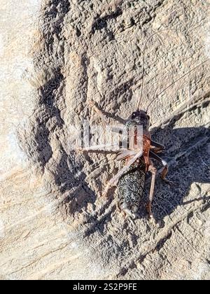 Alpine Shield Alpine Shieldback (Acrodectes philopagus Stock Photo - Alamy