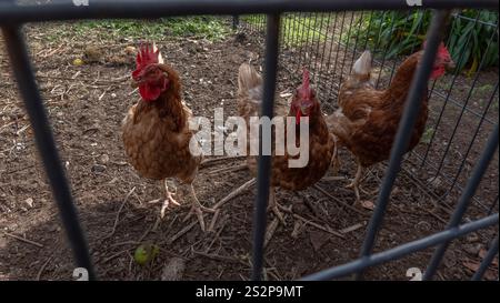 Three brown hens stand inside a fenced enclosure, pecking at the ground. The metal bars in the foreground frame the scene, highlighting farm life and Stock Photo