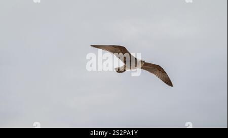 A lone seagull soars through the pale sky with its wings fully extended. The soft, muted background highlights the bird’s graceful flight. Stock Photo